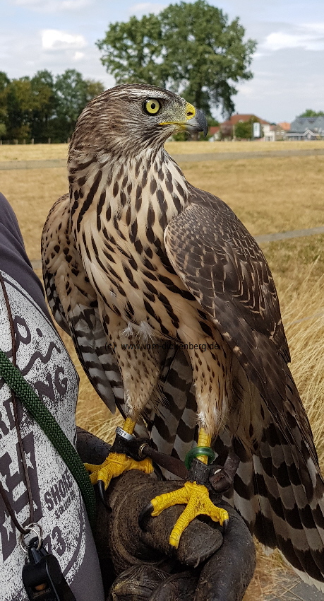 Herby als "trockener" Rotvogel