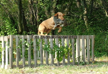 Foto Zldmli Kennel (HU)