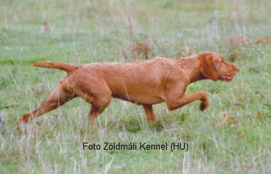 Foto Zldmli Kennel (HU)