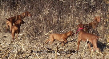 Foto Zldmli Kennel (HU)